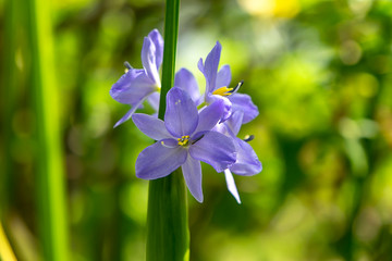 Close up violet flower