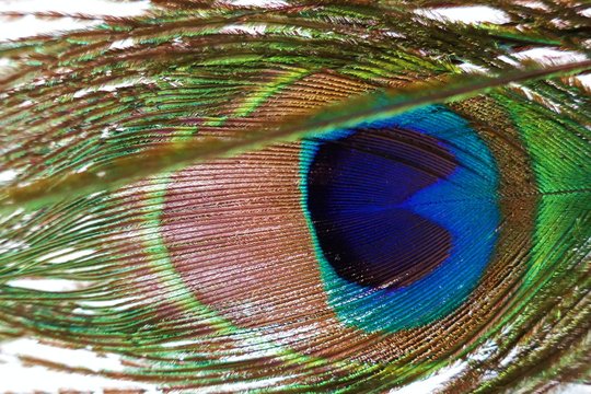 peacock feather macro .peacock feather close up on white background.Closeup of the colorful patterns of a peacock feather.colorful desktop image.