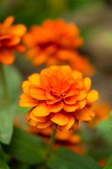 Narrowleaf Zinnia, Classic Zinnia.