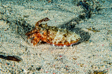 Crab in the Red Sea Colorful and beautiful, Eilat Israel