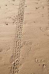 Vertical tire trail on wet sand with footprints