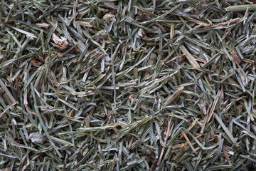  Image of herb horsetail