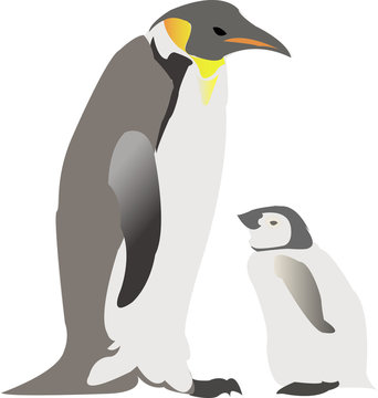 vector image of penguin