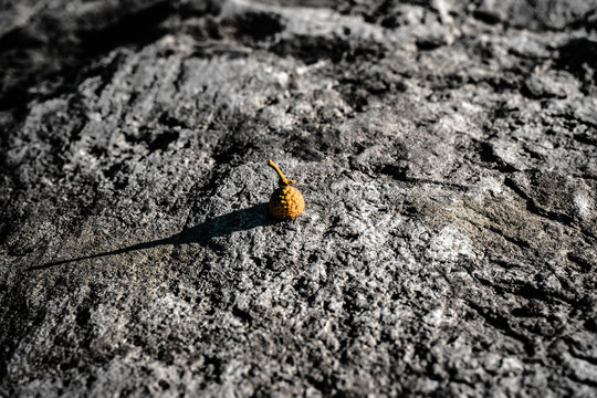 Yellow acorn top on rough dull rock