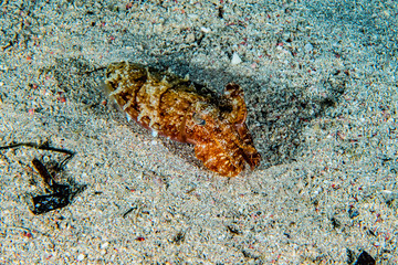 Crab in the Red Sea Colorful and beautiful, Eilat Israel