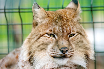  portrait of the face of a beautiful wild cat in the zoo aviary