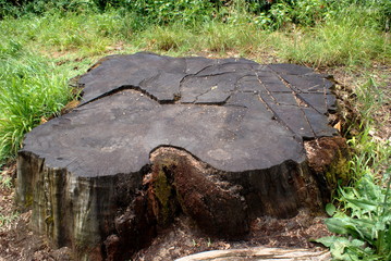 a big stump of an old tree felled