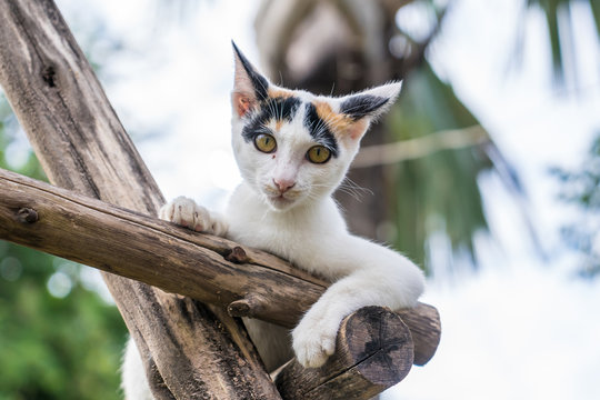 kitten sits on a wood branch in the garden