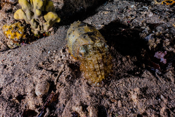 Crab in the Red Sea Colorful and beautiful, Eilat Israel