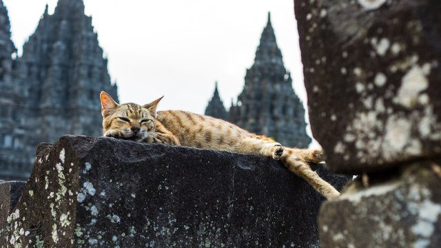 cat sleeping in temple