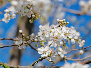 Blühende Wildpflaumen, Kirschpflaumen, Prunus cerasifera