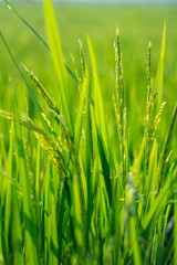 paddy at field ready to harvest