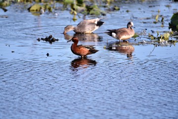 アカシマアジ　Cinammon　Teal