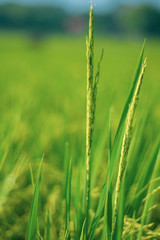 paddy at field ready to harvest