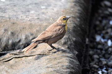キガシラムクドリモドキ  Yellow Headed Blackbird