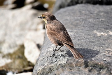キガシラムクドリモドキ  Yellow Headed Blackbird