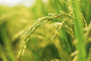 paddy at field ready to harvest