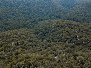 Aerial view of dense green forest on the mountain side.