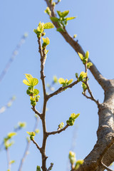 Giovani gemme sull'albero
