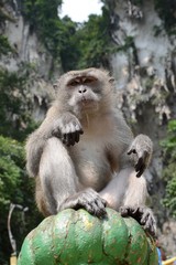 Naklejka na ściany i meble Macaque male at Batu Caves Hindu Temple Complex, Malaysia