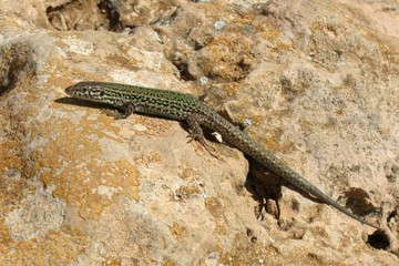Green lizard on the island of Formentera, Spain