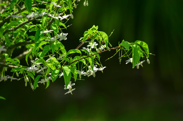 Obraz premium Close-up natural views of green leaves, white flowers on a blurred green background in the garden, complete with copy space, used as a background, natural green plants, ecological landscapes, concepts