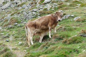 Calf is drinking mother's milk on a mountain slope