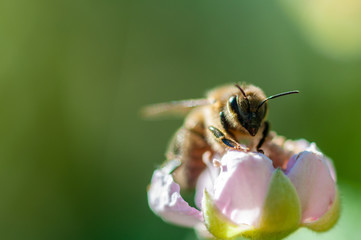 Bee portrait