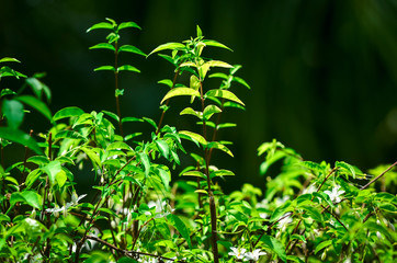 Close-up natural views of green leaves, white flowers on a blurred green background in the garden, complete with copy space, used as a background, natural green plants, ecological landscapes, concepts