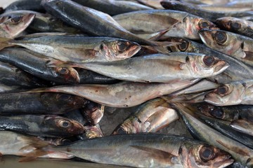 Fresh fish on the counter market in Funchal.