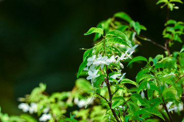 Close-up natural views of green leaves, white flowers on a blurred green background in the garden, complete with copy space, used as a background, natural green plants, ecological landscapes, concepts