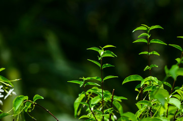 Close-up natural views of green leaves, white flowers on a blurred green background in the garden, complete with copy space, used as a background, natural green plants, ecological landscapes, concepts