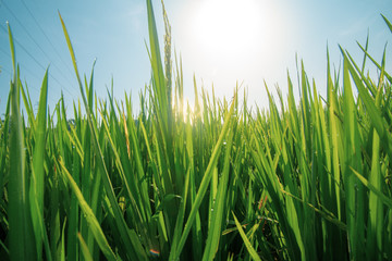 paddy at field ready to harvest
