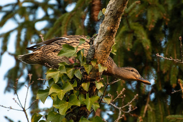 Duck in a tree