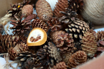 pine cones on a white background