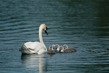 Swan and its cygnets