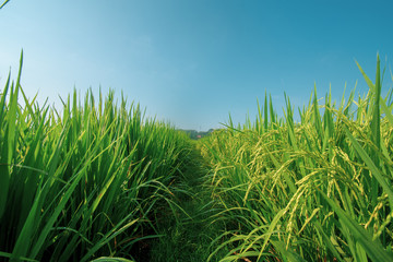 paddy at field ready to harvest
