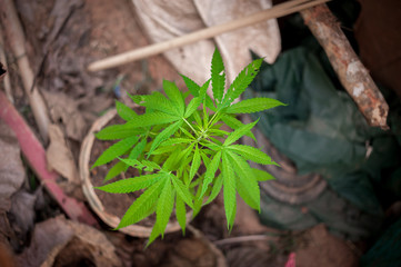 cannabis
