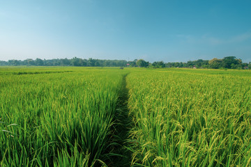 paddy at field ready to harvest