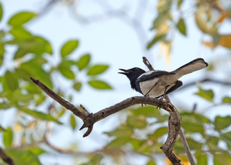 Close up Oriental Magpie Robin Perched on Tree Branch Isolated on Background