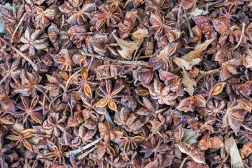 Anise stars heap in a chinese market in Chengdu, China
