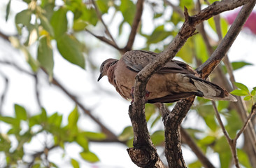 Close up Spotted Dove Perched on Branch Isolated on Background