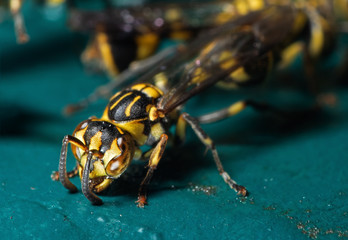 Macro Photo of Wasp on Blue Green Metal Material