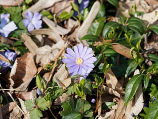  L'anémone de Grèce (Anemone blanda) à pétales bleu