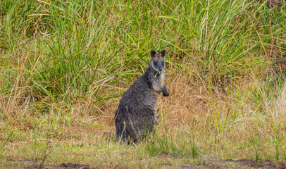 kangaroo at cape otway lighthouse