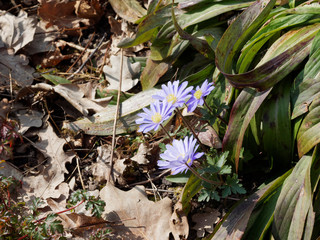 Anémones de Grèce (Anemone blanda) à pétales bleu