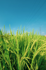 Fototapeta premium paddy at field ready to harvest