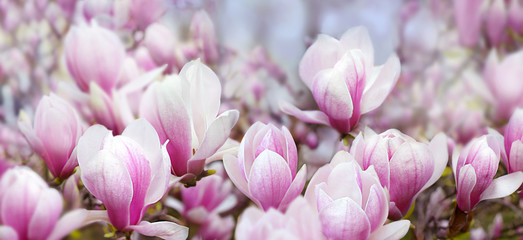 Spring background with magnolias © Maria