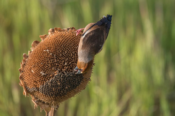 hawfinch, Coccothraustes coccothraustes