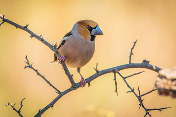 hawfinch, Coccothraustes coccothraustes